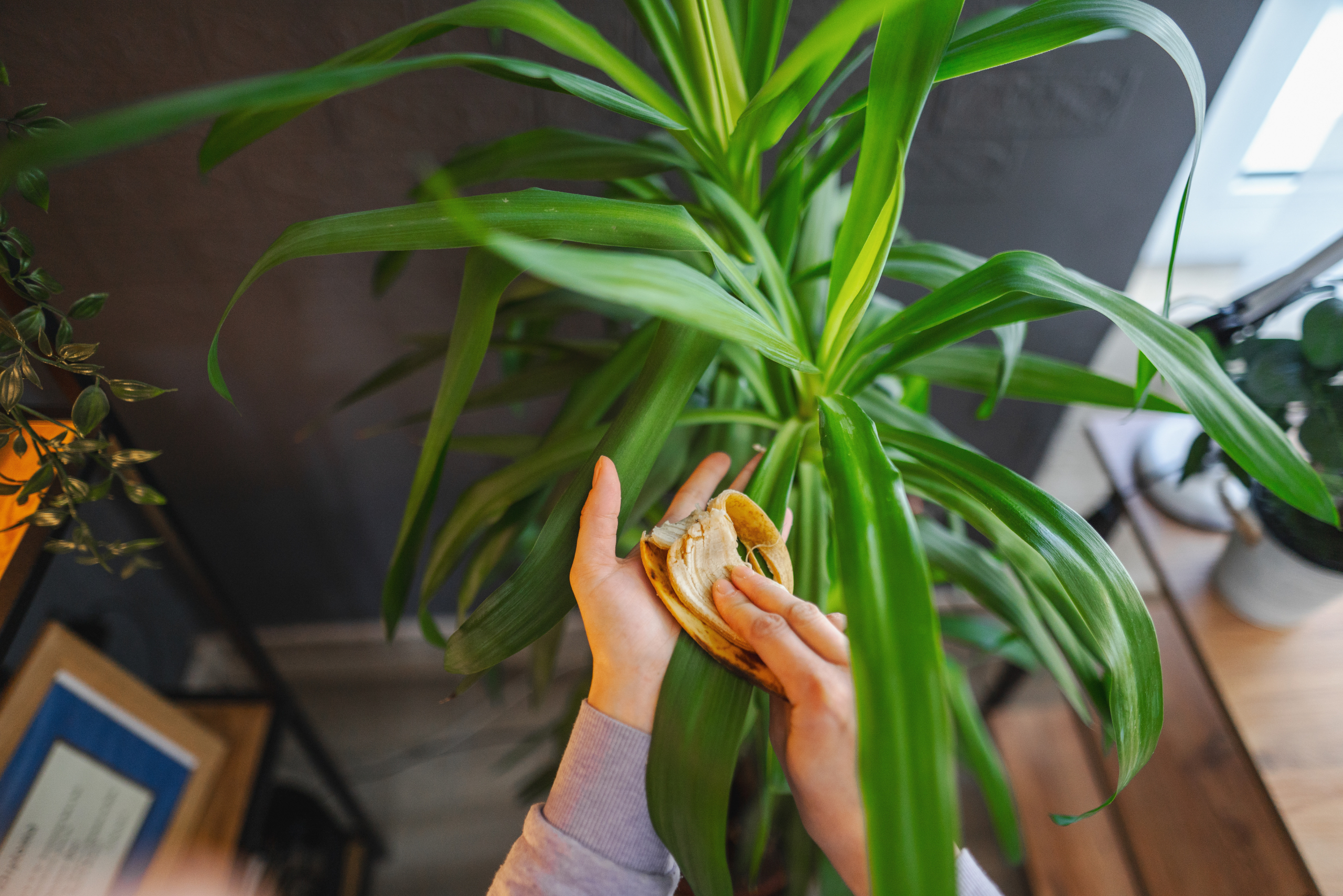 Wiping banana peel on plant.